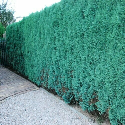 Cypruštek lawsonov Columnaris, v črepníku 30/40 cm Chamaecyparis lawsoniana Columnaris