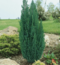 Cypruštek lawsonov Ellwoodii -výnimočný živý plot , výška 25/35 cm, v črepníku Chamaecyparis lawsoniana Ellwoodii