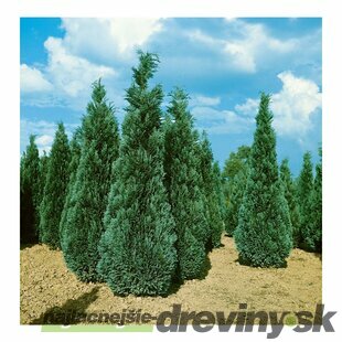 Cypruštek lawsonov Pembury Blue, výška 90/110 cm, v črepníku Chamaecyparis lawsoniana Pembury Blue