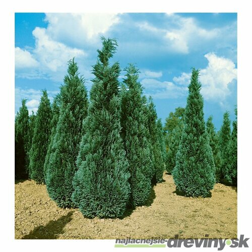 Cypruštek lawsonov Pembury Blue, výška 90/110 cm, v črepníku Chamaecyparis lawsoniana Pembury Blue
