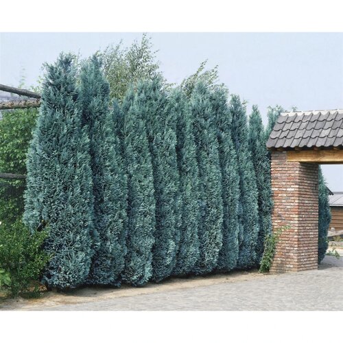 Cypruštek lawsonov White Spot, výška 40/60 cm, v črepníku Chamaecyparis lawsoniana White Spot