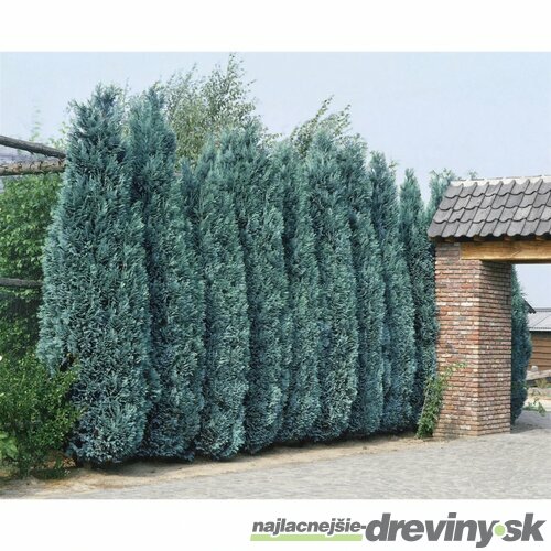 Cypruštek lawsonov White Spot, výška 40/60 cm, v črepníku Chamaecyparis lawsoniana White Spot