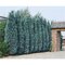 Cypruštek lawsonov White Spot, výška 40/60 cm, v črepníku Chamaecyparis lawsoniana White Spot