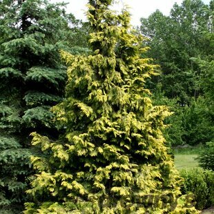 Cypruštek Nutkajský Golden Waterfall, výška 40/60 cm, v črepniku 3l Chamaecyparis nootkatensis