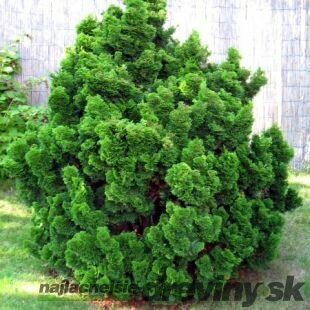 Cypruštek tupolistý