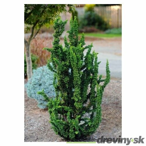 Cypruštek tupolistý Chirimen 20/30 cm, v črepníku Chamaecyparis obtusa Chirimen
