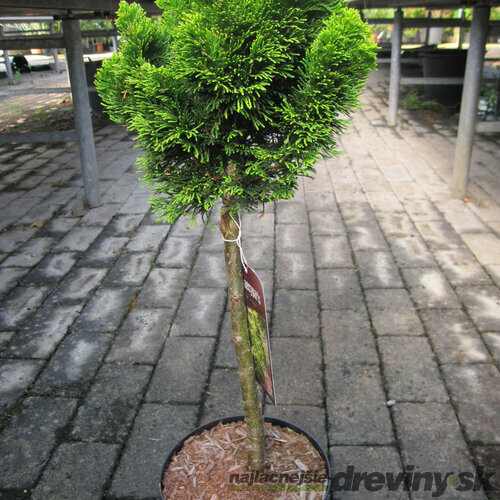 Cypruštek tupolistý Nana Aurea na kmienku 60/80 cm, v črepníku Chamaecyparis obtusa Nana Aurea