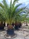 Ďatlovník kanársky Phoenix canariensis