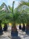 Ďatlovník kanársky Phoenix canariensis