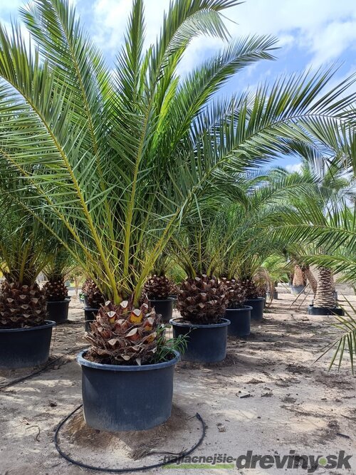 Ďatlovník kanársky Phoenix canariensis