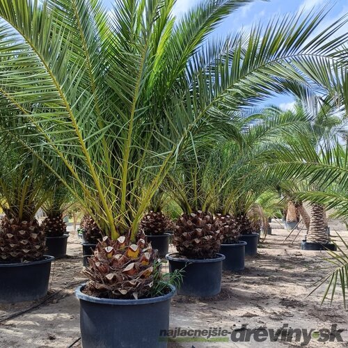 Ďatlovník kanársky Phoenix canariensis