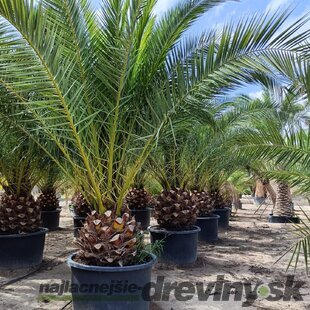 Ďatlovník kanársky Phoenix canariensis