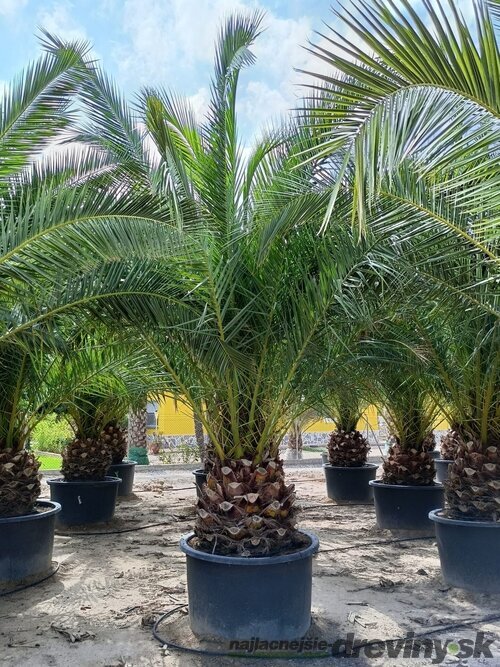 Ďatlovník kanársky Phoenix canariensis