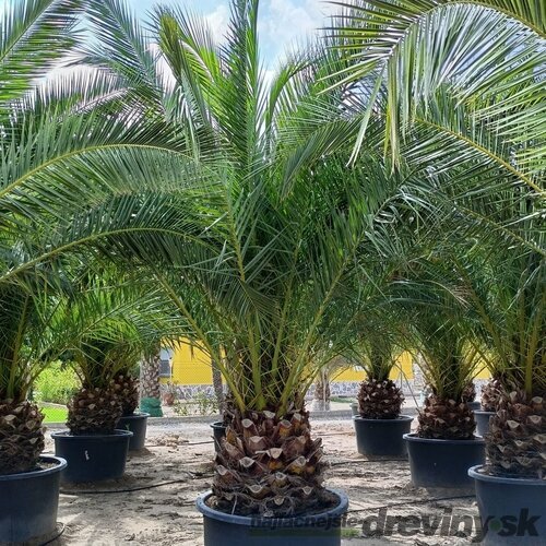 Ďatlovník kanársky Phoenix canariensis