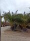 Ďatlovník kanársky Phoenix canariensis