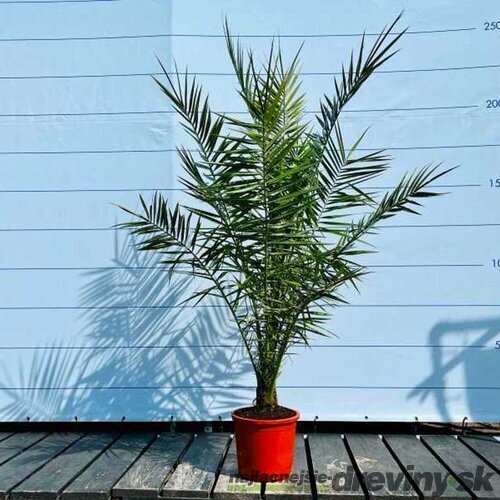 Ďatlovník kanársky, výška 100/120 cm, v črepníku Phoenix canariensis