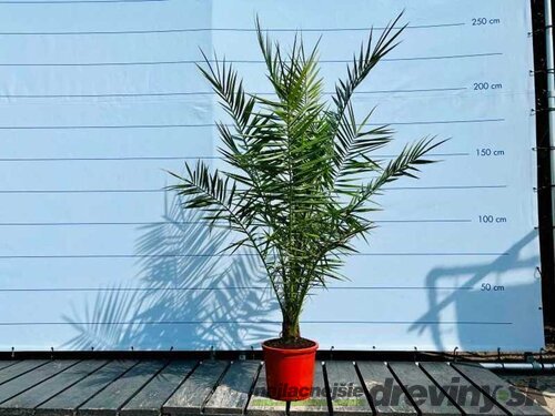 Ďatlovník kanársky, výška 100/120 cm, v črepníku Phoenix canariensis