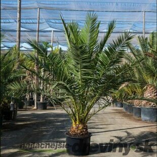 Ďatlovník kanársky, výška 70/80 cm, v črepníku Phoenix canariensis