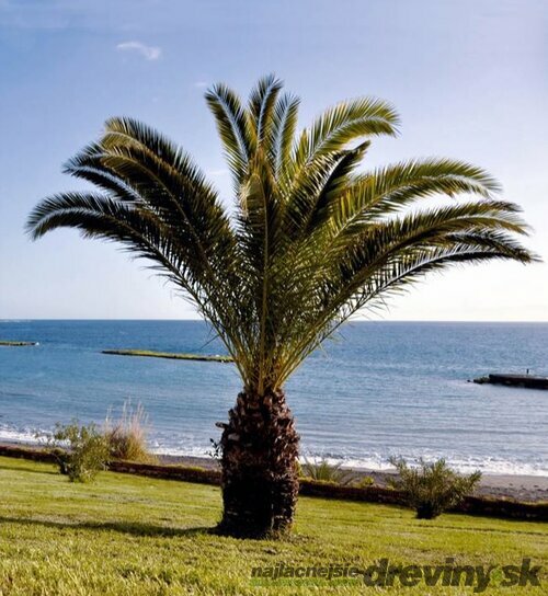 Ďatlovník kanársky, výška 70/90 cm, v črepníku Phoenix canariensis