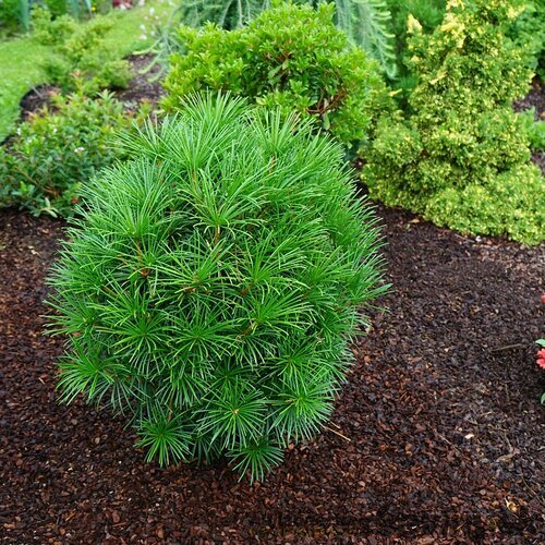 Dáždnikovec praslenovitý “Green Diamond“ 20/40 cm Sciadopitys verticillata