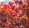 Dráč otawský Superba, 30/40 cm, v črepníku Berberis ottawensis Superba