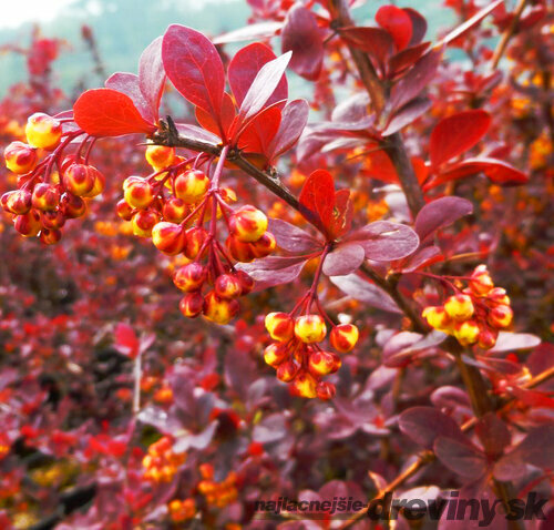 Dráč otawský Superba, 30/40 cm, v črepníku Berberis ottawensis Superba