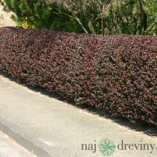 Dráč Thunbergov Atropurpurea, 20/30cm, v črepníku Berberis thunbergii Atropurpurea