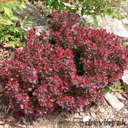 Dráč Thunbergov Atropurpurea Nana 20/30 cm v črepníku 2l Berberis thunbergii Atropurpurea Nana