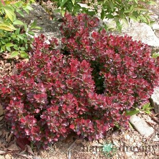 Dráč Thunbergov Atropurpurea Nana, v črepníku Berberis thunbergii Atropurpurea Nana