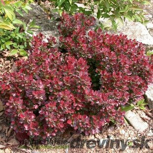 Dráč Thunbergov Atropurpurea Nana, v črepníku Berberis thunbergii Atropurpurea Nana