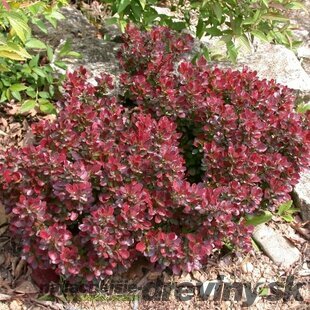 Dráč Thunbergov Atropurpurea Nana, v črepníku   Berberis thunbergii Atropurpurea Nana