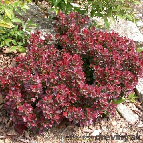 Dráč Thunbergov Atropurpurea Nana, v črepníku   Berberis thunbergii Atropurpurea Nana