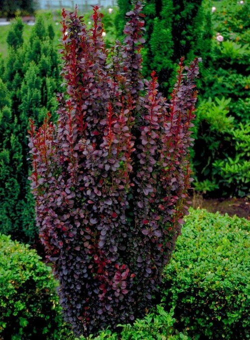 Dráč Thunbergov Atropurpureum 70/80 cm, v črepníku Berberis thunbergii Red Rocket