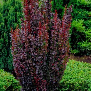 Dráč Thunbergov Atropurpureum 70/80 cm, v črepníku Berberis thunbergii Red Rocket