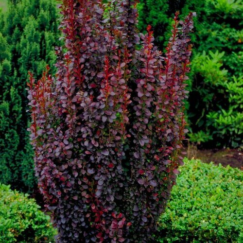 Dráč Thunbergov Atropurpureum 70/80 cm, v črepníku Berberis thunbergii Red Rocket
