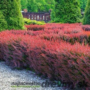 Dráč Thunbergov Atropurpureum, v črepníku Berberis thunbergii Atropurpurea
