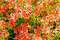 Dráč thunbergov ‘Coronita‘ v črepníku výška 20/40 cm, Berberis thunbergii Coronita
