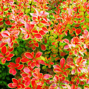 Dráč thunbergov ‘Coronita‘ v črepníku výška 20/40 cm, Berberis thunbergii Coronita