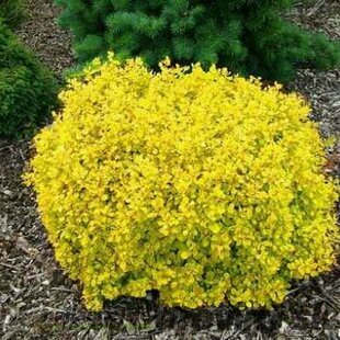 Dráč Thunbergov Goldalita, 15/+cm, v črepníku Berberis thunbergii Goldalita