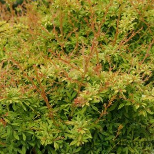 Dráč Thunbergov Golden Dream, v črepníku 2l Berberis thunbergii Golden Dream
