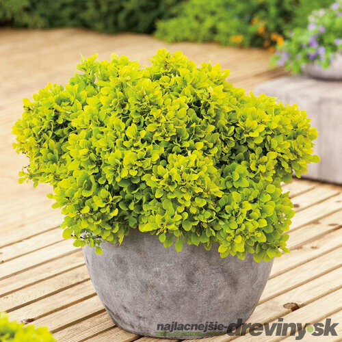 Dráč Thunbergov Golden Zwerg, 15/+cm, v črepníku Berberis thunbergii Golden Zwerg