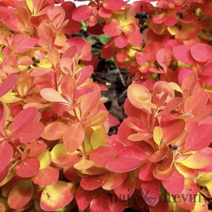 Dráč Thunbergov Orange Carpet 30/60 cm, v črepníku Berberis Thunbergii Orange Carpet