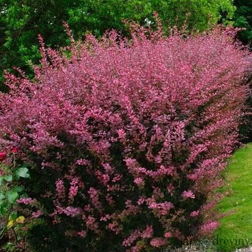 Dráč Thunbergov Pink Atraction 10/20 cm, v črepníku Berberis thunbergii Pink Atraction