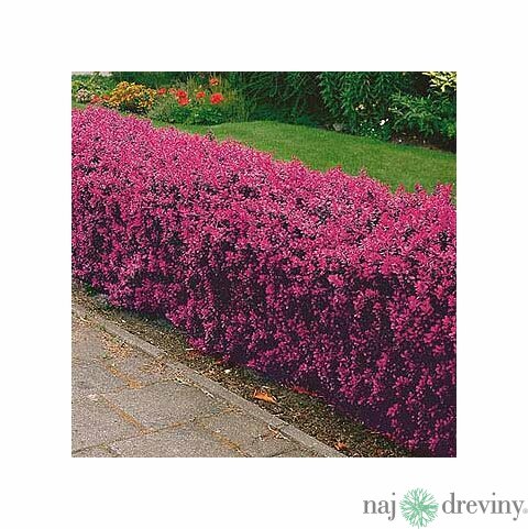 Dráč Thunbergov Red pilar 20/30 cm, v črepníku Berberis thunbergii Red pilar