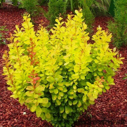 Dráč Thunbergov Sunbeam, 15/+cm, v črepníku Berberis thunbergii Sunbeam
