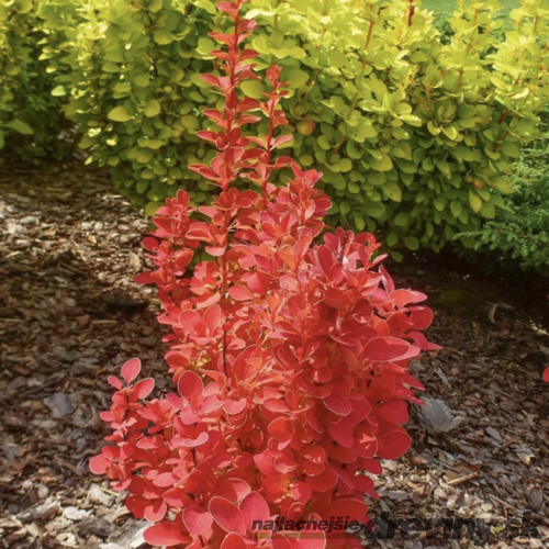 Dráč Thunbergov Vulcano PBR, 20/40 cm, v črepníku 2l Berberis Thunbergii Vulcano PBR