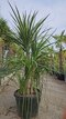 Dracéna Indivisa Green multikmeň 200/250 cm v črepníku 90l Dracaena Indivisa Green