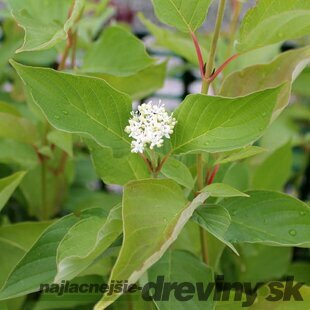 Drieň biely, 30/+cm, v črepníku Cornus alba