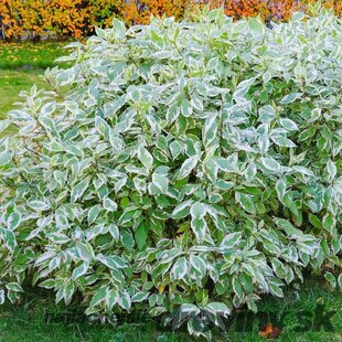 Drieň biely “Elegantissima“ na kmienku 80/100 cm, v črepníku 3l Cornus alba Elegantissima