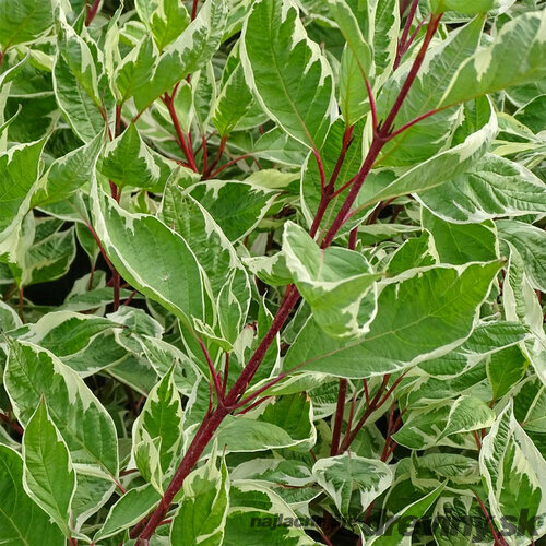 Drieň biely Elegantissima (Najelegantnejší) 30/50 cm, v črepníku Cornus alba Elegantissima